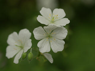 White wild geranium