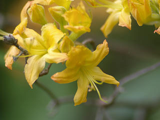 Yellow azalea #2
