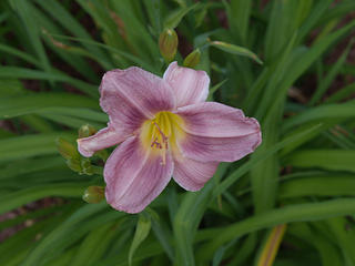 Lily #3
