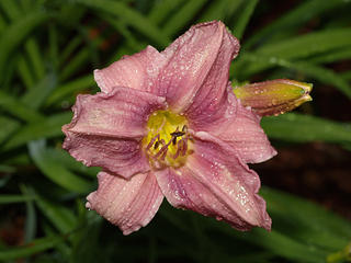 Lily after the rain