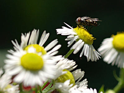 Fly and flower