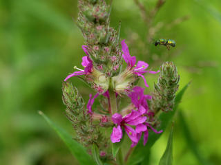 Flying inscet and purple loosestrife