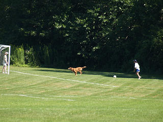 Soccer dog