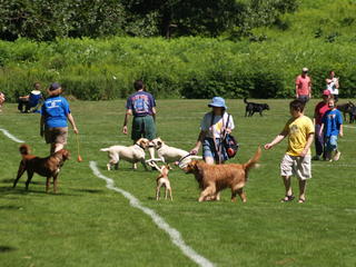Acton dogs #6