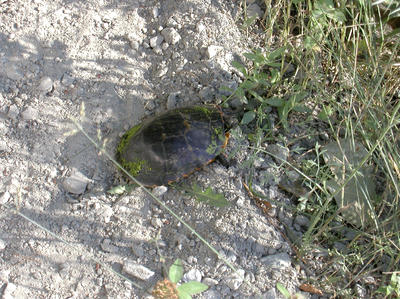 Blandings turtle #2