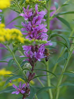 Bee in the loosestrife