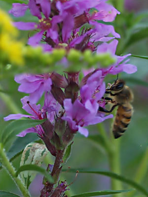 Bee in the loosestrife #2