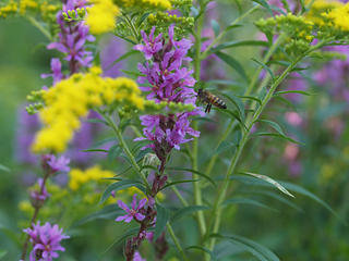 Bee in the loosestrife #3