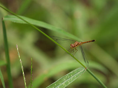 Dragonfly #3