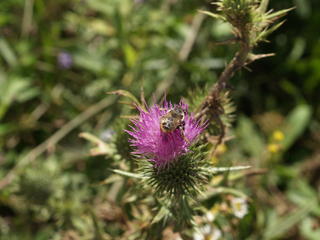 Bee in thistle #2