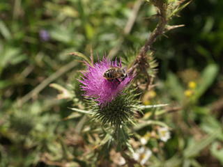 Bee in thistle #3
