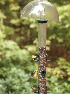 Finches #2