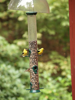Finches #3