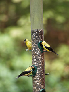 Finches #4