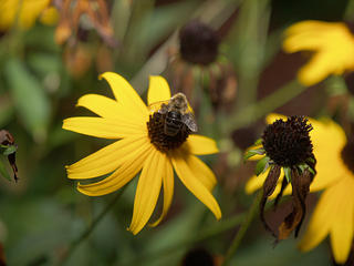 Bee and black eyed susan