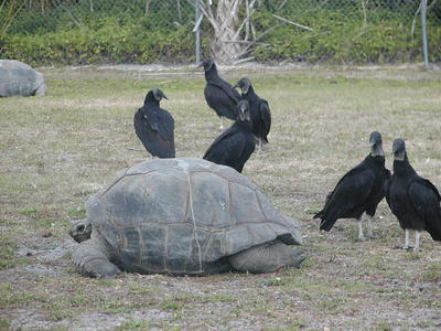 Tortise and birds