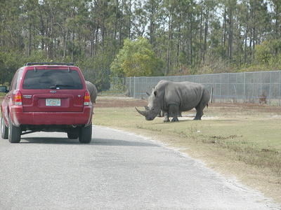 Caution, rhinos have right of way