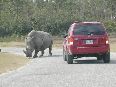 Caution, rhinos have right of way #2