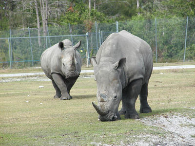 White Rhinoceros #2