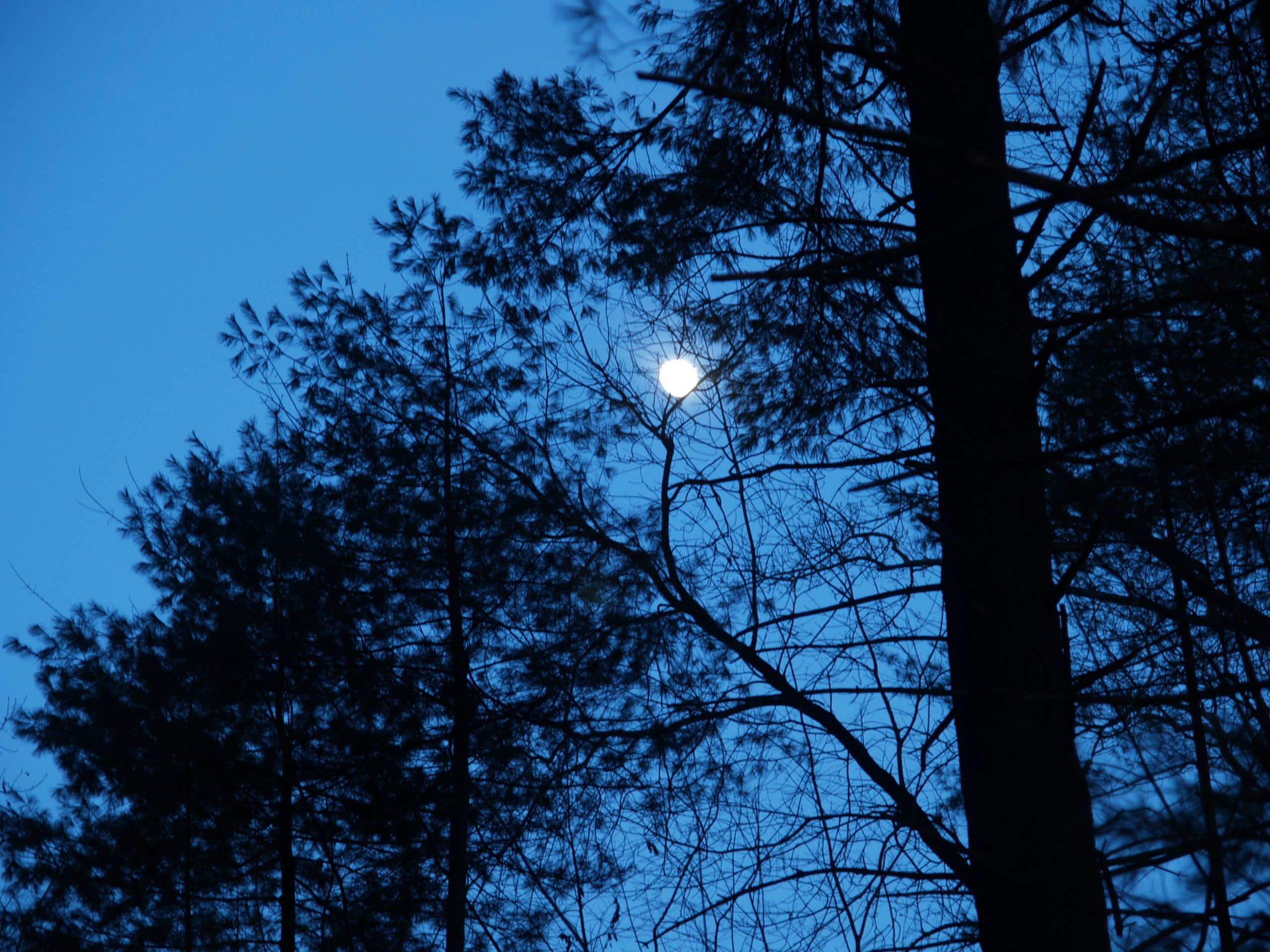 Moon and trees #2