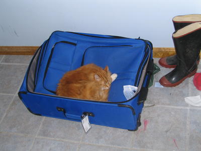 Cat suitcase