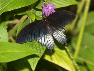 The butterfly in black