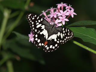 Hackberry butterfly #2