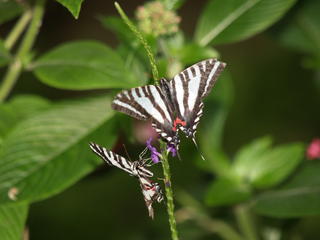 Zebra swallowtail #2