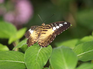 Butterfly #7