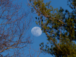 Moon and trees #2