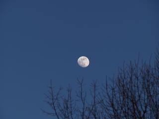 Moon and trees #3