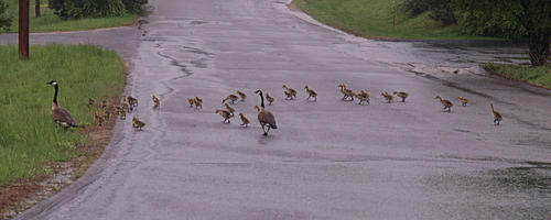 Large goose family crossing