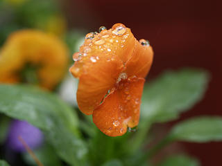 Pansies in the rain #2