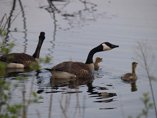 The goose family #3