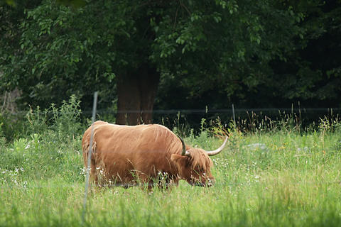 Long horn cow