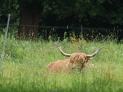 Long horn cow #2