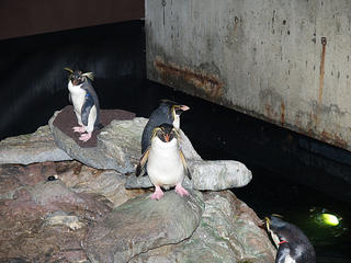 Penguins #2