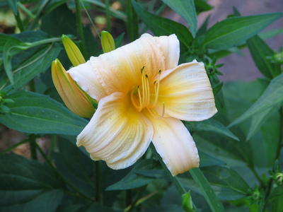 Yellow lily #2