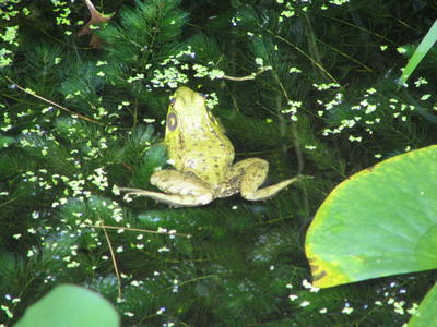 Frog #2