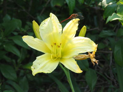 Yellow lily and dragonfly