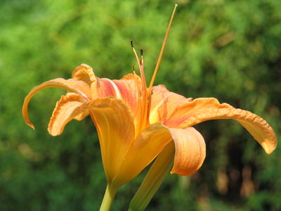 Orange lily #3
