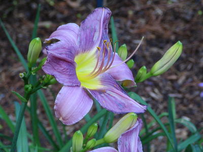 Purple lily #2