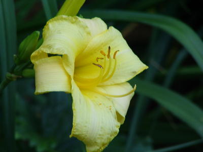 Yellow lily #7