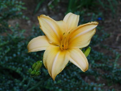 Orange lily #4