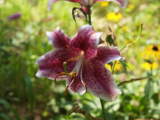 Purple lily #3