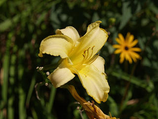 Yellow lily #2
