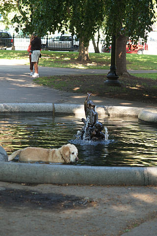 Dogs love fountains too