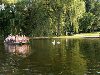 Swans and swan boats