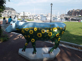 Sunflower cow