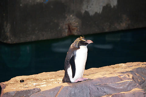 Penguin #2